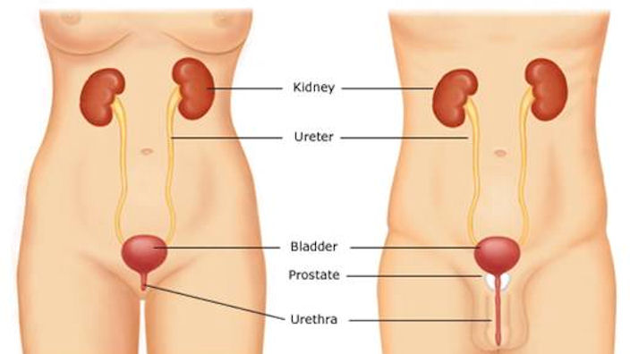 Urineproblemen worden meestal veroorzaakt door een disfunctie in het urinesysteem.