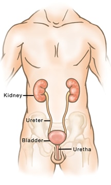 urinewegstelsel - mannelijk lichaam